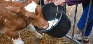 Cómo entrenar rápidamente a un ternero para que beba sin sacar un dedo de un balde, los mejores métodos y consejos