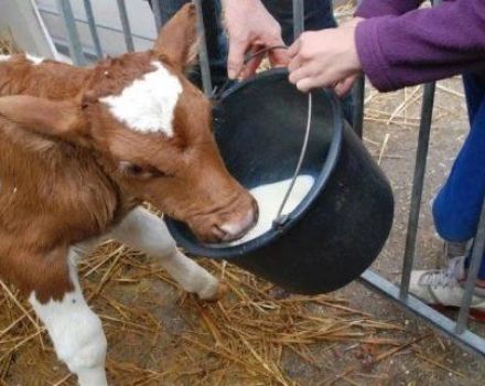 How to quickly train a calf to drink without a finger out of a bucket, the best methods and tips