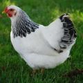 Description and characteristics of the May Day breed of chickens, maintenance and care