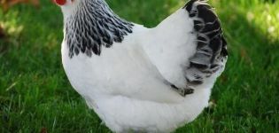 Description and characteristics of the May Day breed of chickens, maintenance and care