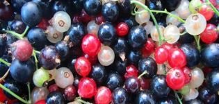 Which currants are healthier for humans - red or black, where there are more vitamins