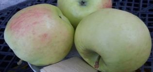 Description of the apple variety Phoenix Altai, advantages and disadvantages, yield