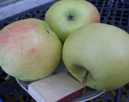 Description de la variété de pomme Phoenix Altai, avantages et inconvénients, rendement