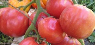 Características y descripción de la variedad de tomate Babushkin Secret y su rendimiento