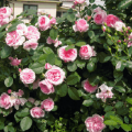 The best varieties of park roses, planting and outdoor care for beginners