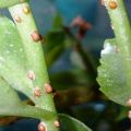 How to get rid of the comma-shaped shield on apple trees with folk and non-chemical means