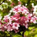 Plantar, cultivar y cuidar una weigela en campo abierto