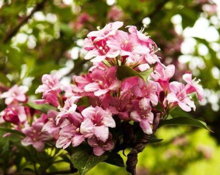 Plantar, cultivar y cuidar una weigela en campo abierto