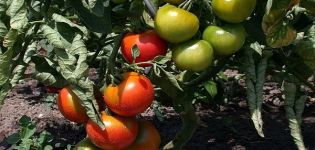 Penerangan mengenai varieti tomato ajaib Moravia, ciri dan ciri penanamannya