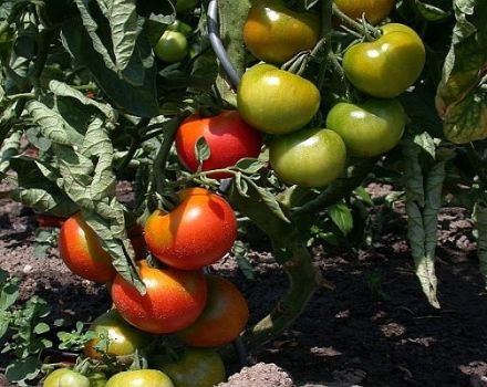 Descripción de la variedad de tomate milagro de Moravia, sus características y características de cultivo.