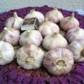 Description of the variety of garlic Lyubasha, recommendations for growing