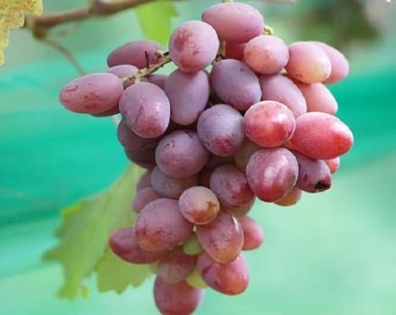 Description and characteristics of the Ataman grape variety, history and growing rules