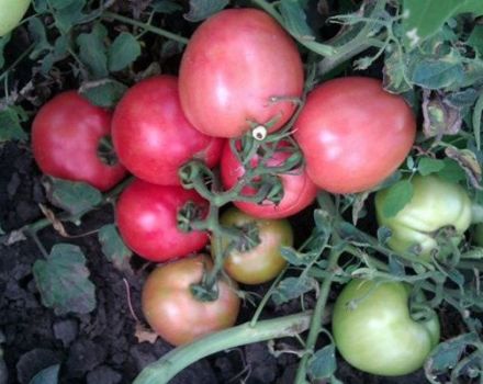 Description of the Pink Angel tomato variety, features of cultivation and care