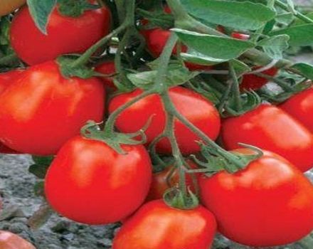 Penerangan mengenai varieti tomato Maryushka, ciri penanaman dan penjagaan