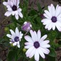 26 variedades de osteospermum con descripción, plantación y cuidado en campo abierto.