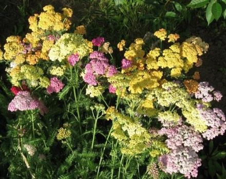 Description of varieties of yarrow, planting, cultivation and care