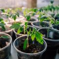 Wie man einen glückverheißenden Tag für das Pflanzen von Tomaten wählt