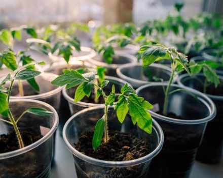 Cómo elegir un día propicio para plantar tomates.