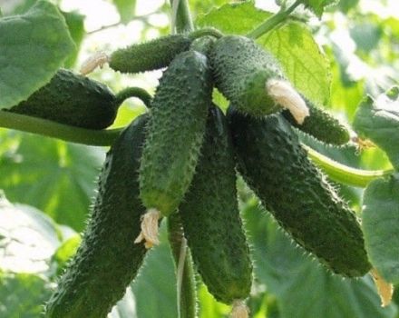 The best and most productive varieties of cucumbers for growing in the open field