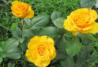 Description and characteristics of the Kerio rose variety, cultivation and care