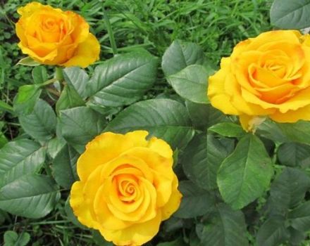 Description and characteristics of the Kerio rose variety, cultivation and care