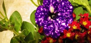 Description and characteristics of petunia varieties Starry sky, the subtleties of growing