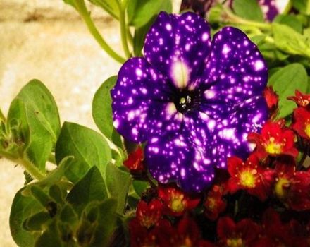 Penerangan dan ciri-ciri varietas petunia Langit berbintang, kehalusan tumbuh