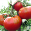 Characteristics and description of the Raspberry fleshy tomato, its yield