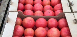 Description of the variety of tomato Cetus pink, its characteristics and productivity