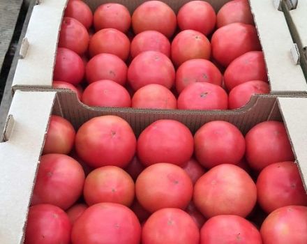 Description of the variety of tomato Cetus pink, its characteristics and productivity