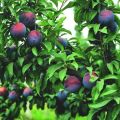 Description of plum variety Manchurian beauty, pollinator varieties and cultivation