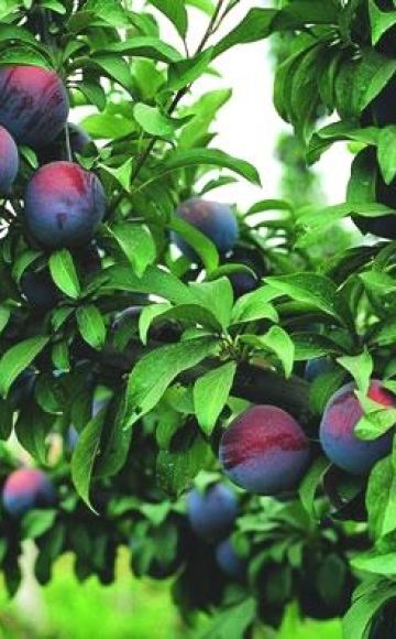 Description of plum variety Manchurian beauty, pollinator varieties and cultivation