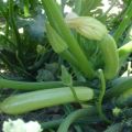 Description des variétés de courgettes les plus productives en pleine terre