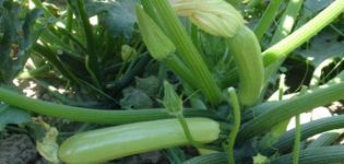 Description des variétés de courgettes les plus productives en pleine terre