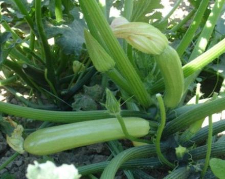 Description des variétés de courgettes les plus productives en pleine terre