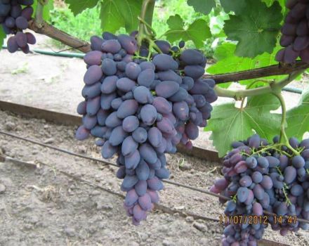 Description and characteristics of the Atos grape variety, growing rules and care features