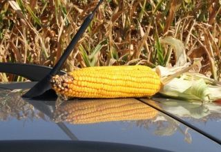 What is the average yield from 1 hectare of corn?