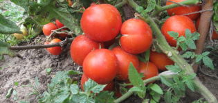 Characteristics and description of the Yamal tomato variety, its yield