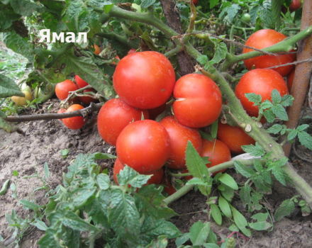 Mga katangian at paglalarawan ng iba't ibang kamatis ng Yamal, ang ani nito