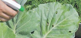 The best way to treat cabbage for pest control