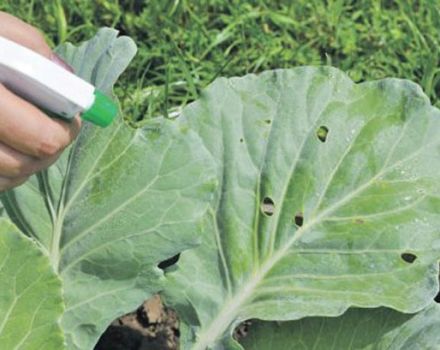 The best way to treat cabbage for pest control