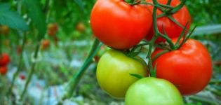 Características y descripción de la variedad de tomate Demidov, su rendimiento.