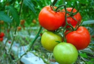 Ciri dan keterangan mengenai varieti tomato Demidov, hasilnya