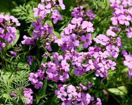 Descripción y reproducción de la flor de la luna, plantación y cuidado.