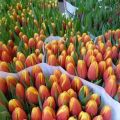 Description et caractéristiques des meilleures et nouvelles variétés de tulipes