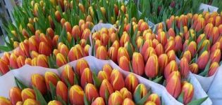 Description and characteristics of the best and new varieties of tulips