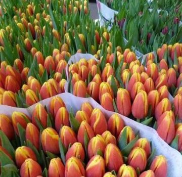 Description et caractéristiques des meilleures et nouvelles variétés de tulipes