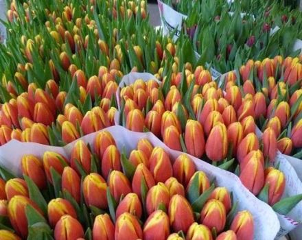 Description et caractéristiques des meilleures et nouvelles variétés de tulipes