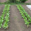 Plantar, cultivar y cuidar un daikon, cuándo plantar en campo abierto