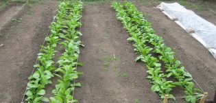 Een daikon planten, groeien en verzorgen, wanneer deze in de volle grond moet worden geplant